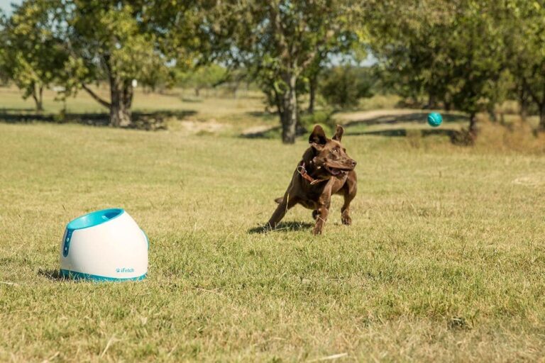 Time Your Dog With The Best Dog Ball Launcher With Timer