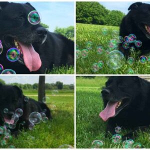 Bubbletastic Dog Bubble Machine Review