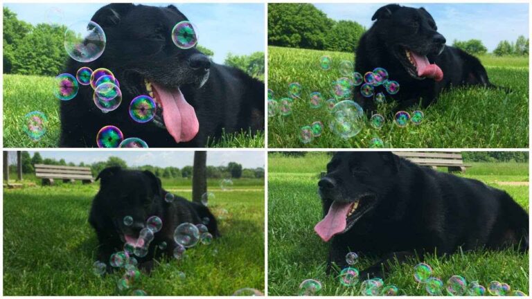 Bubbletastic Dog Bubble Machine Review (A Bacon Bubble Blower!)