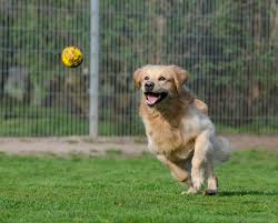 TOP PERFORMING Dog Ball Launcher For Large Dogs? LEARN MORE!