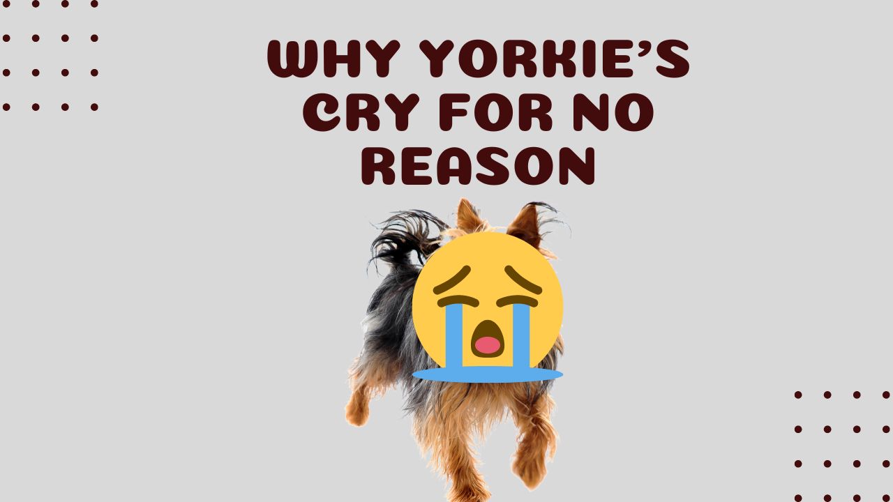 Why Does My Yorkie Cry for No Reason