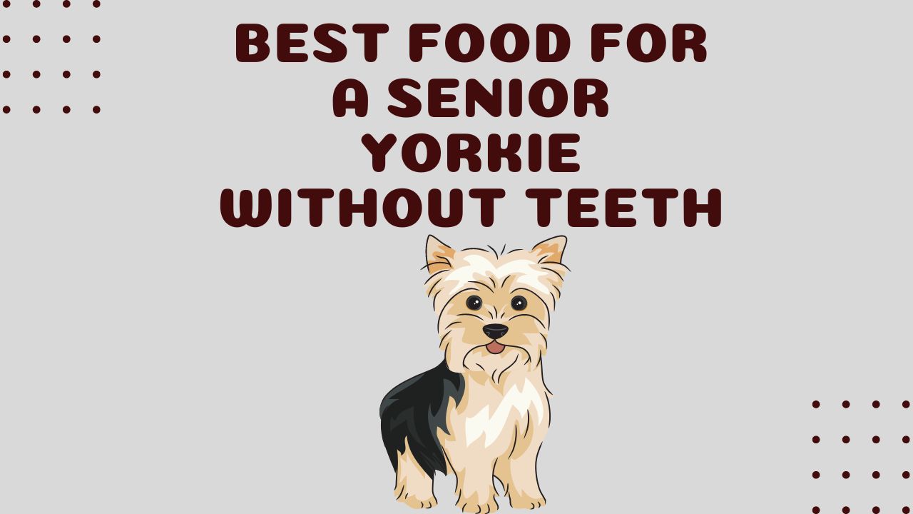 Best Food for Senior Yorkie with No Teeth