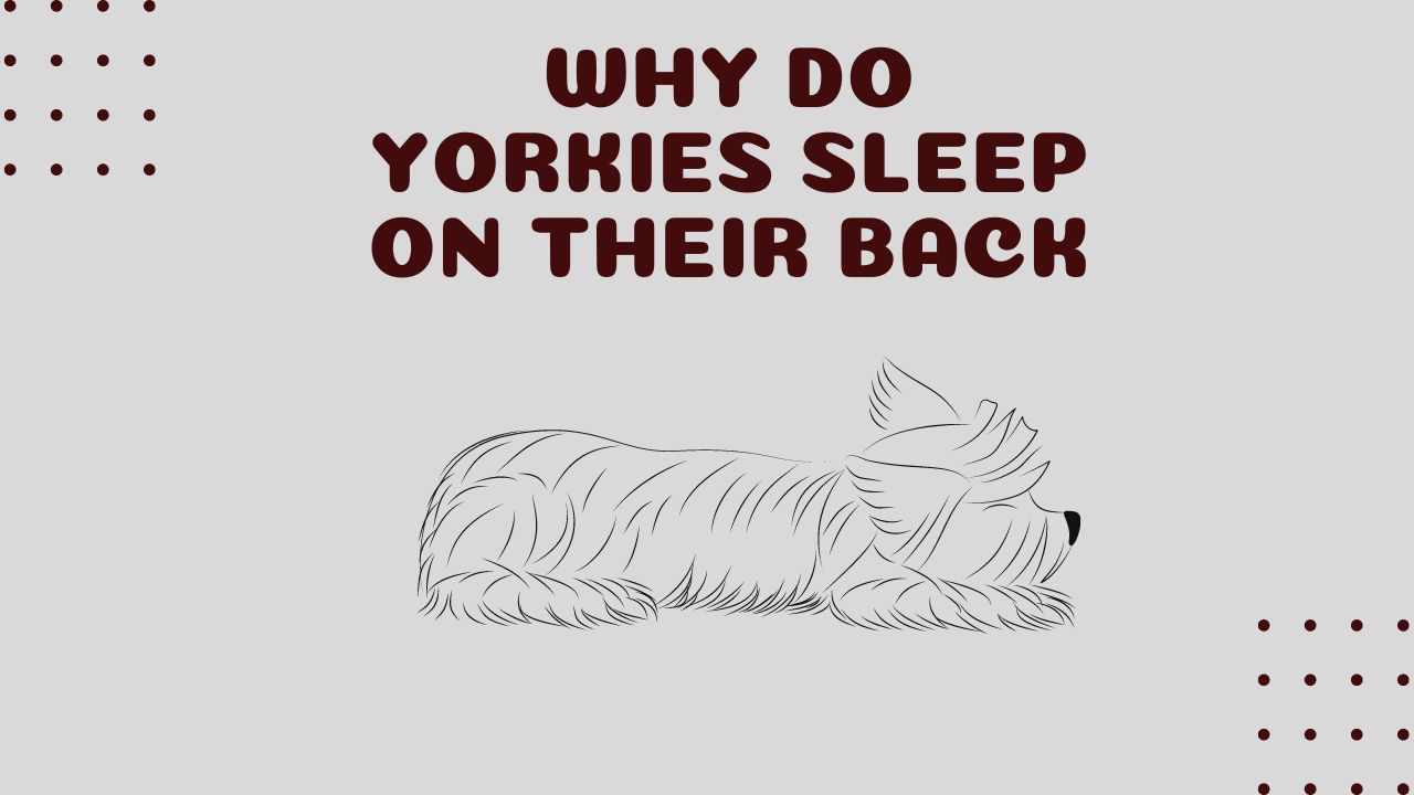 Why Do Yorkies Sleep On Their Back