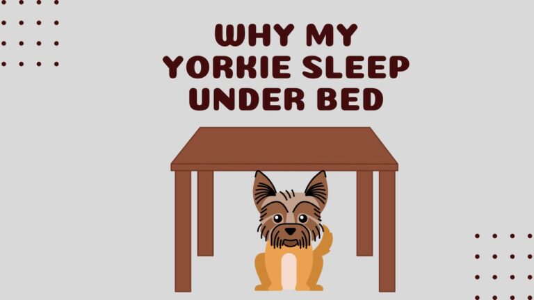 SO, Why Does My Yorkie Sleep Under the Bed? 5 Valid Reasons