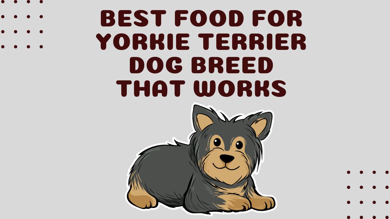 Best Food for Yorkie Puppy