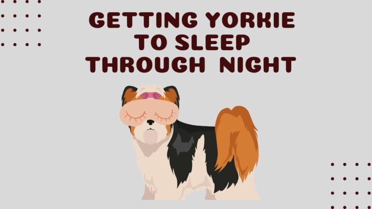How to Get a Yorkie To Sleep Through The Night in 8 Easy STEPS