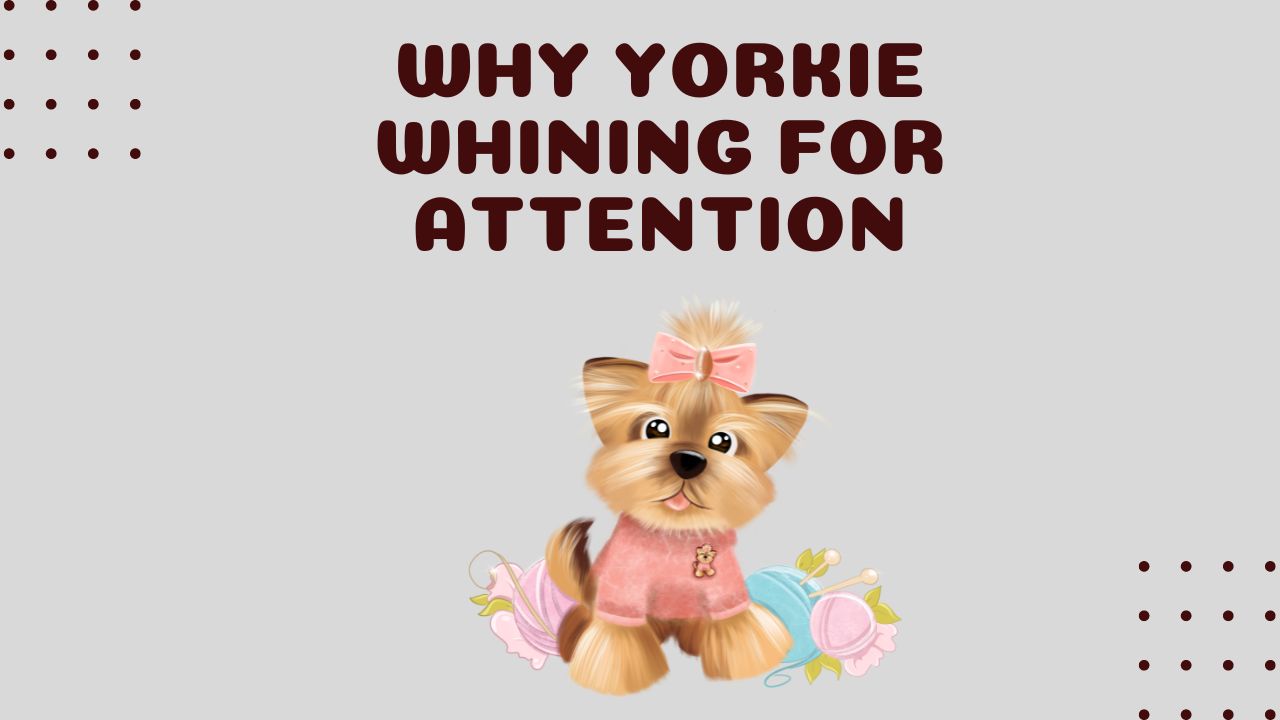 Why is my Yorkie Whining for Attention