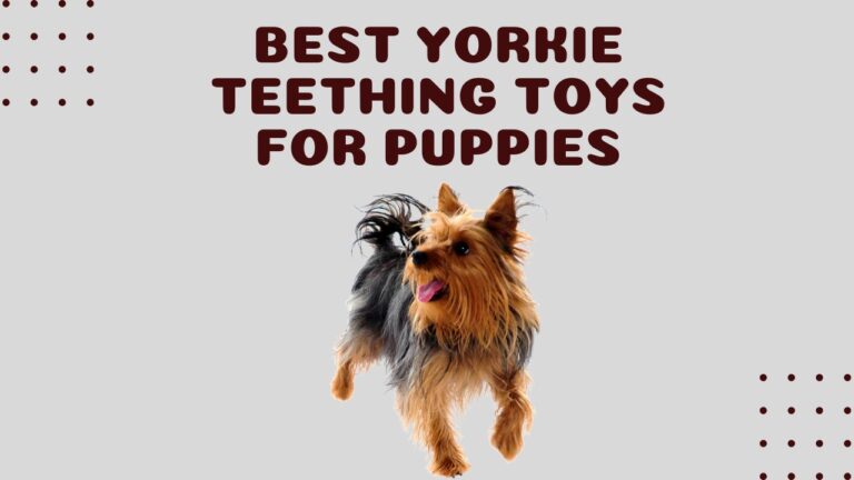 3 Best Yorkie Teething Toys for Puppies Playtime