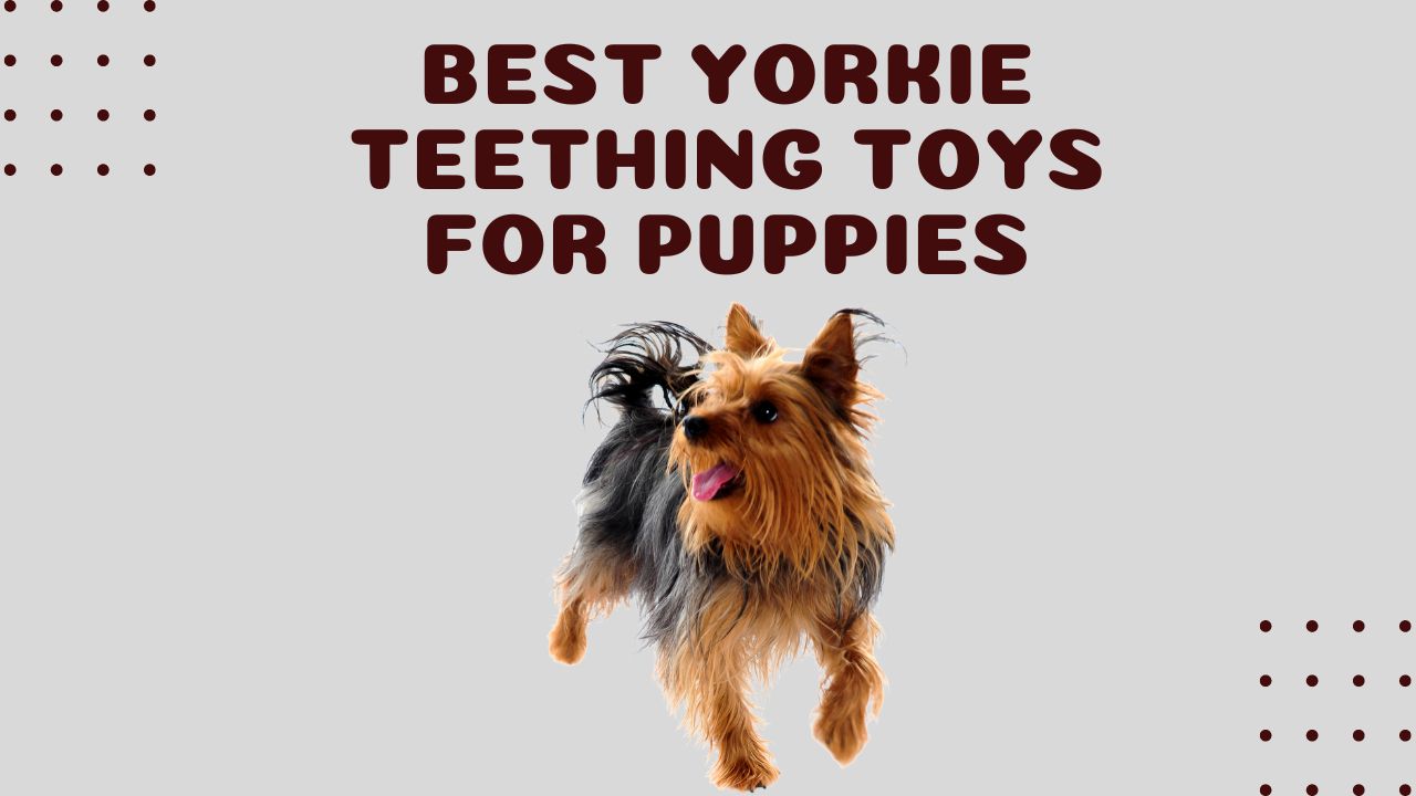 Yorkie Teething Toys for Puppies Playtime