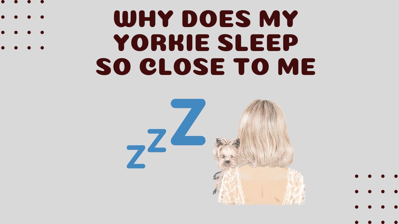 Why Does My Yorkie Sleep So Close To Me