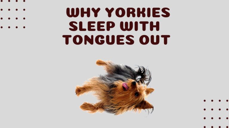 8 Reasons Why Yorkies Sleep with Their Tongues Out