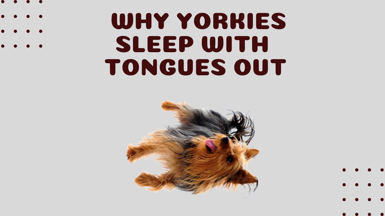 Why Do Yorkies Sleep with Their Tongues Out