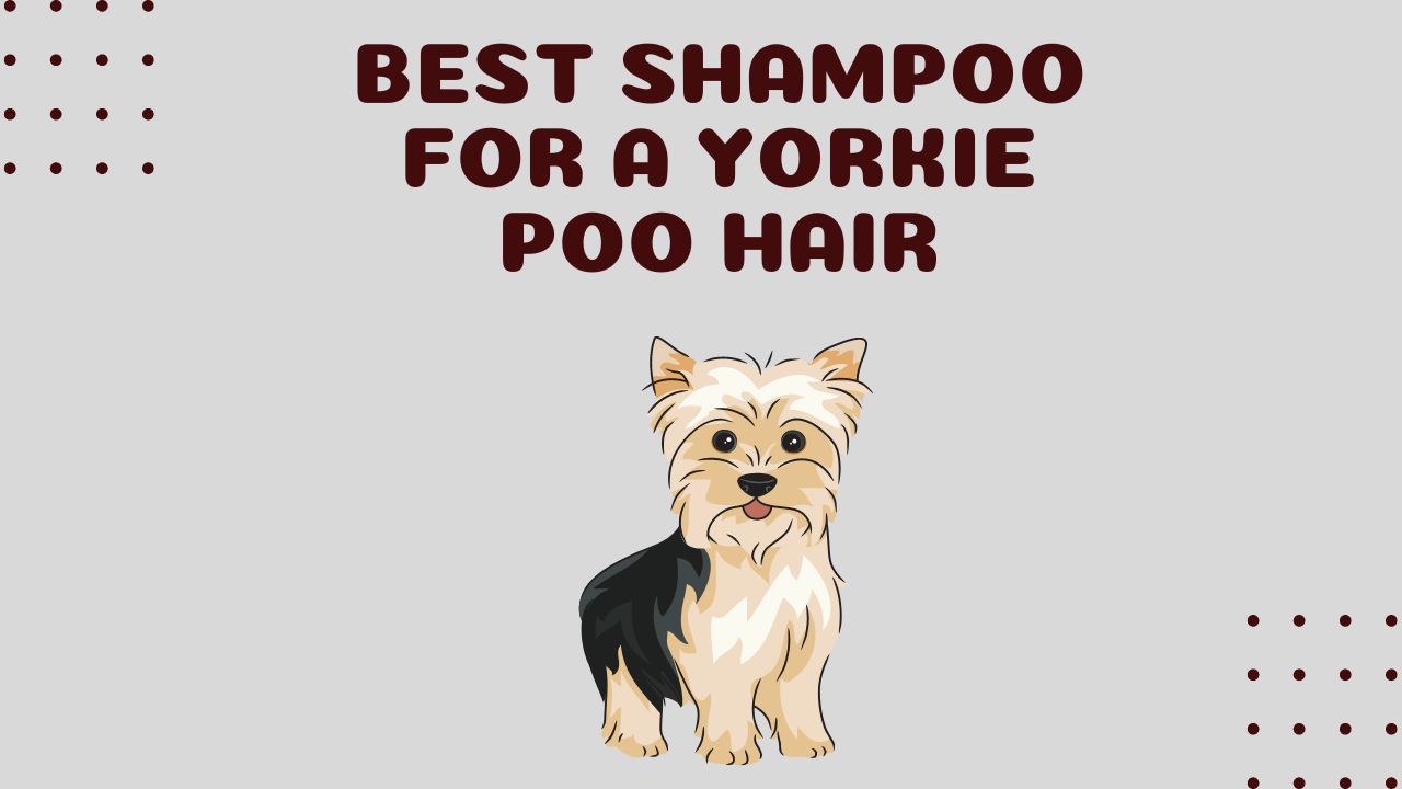 Best Shampoo for A Yorkie Poo Hair