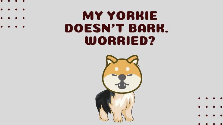 My Yorkie doesn’t Bark, Should I be Worried?