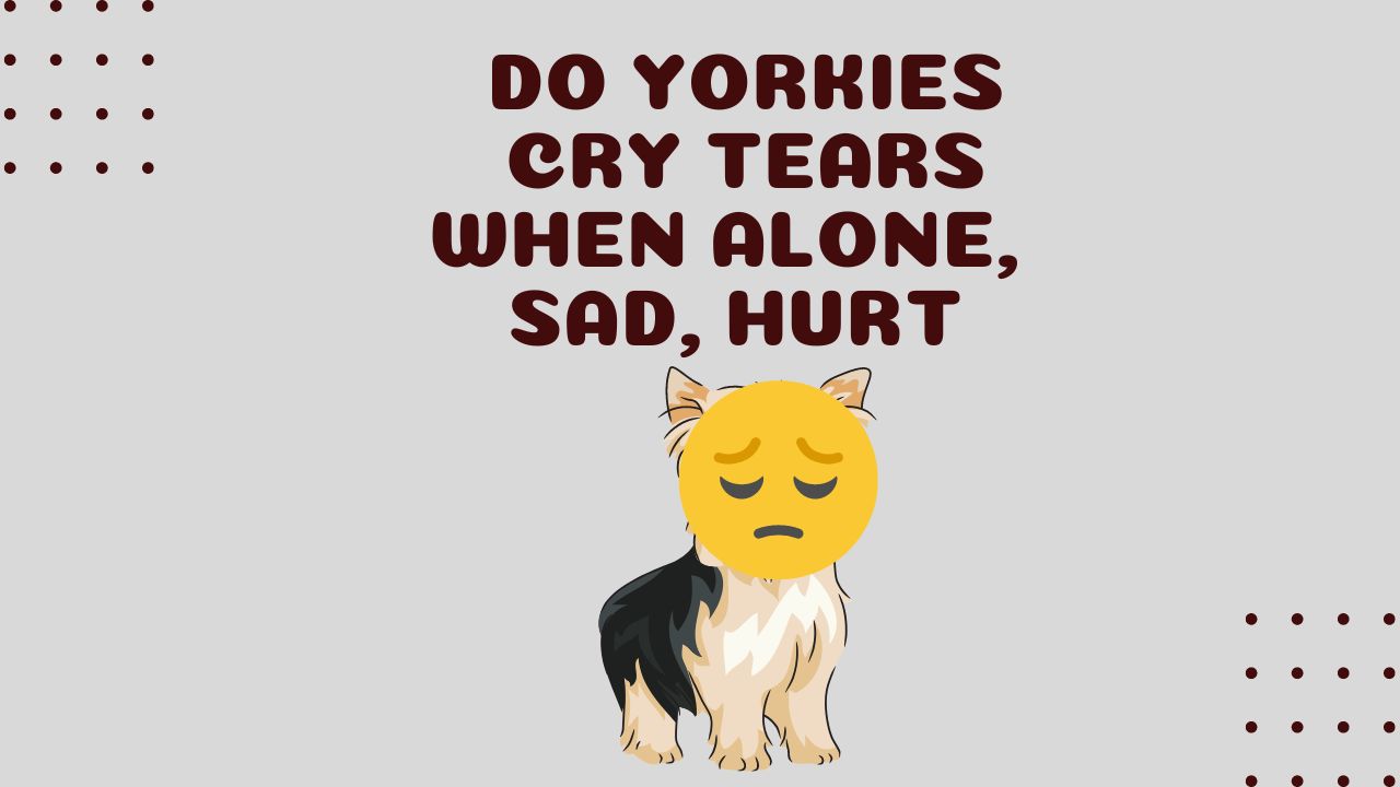 Do Yorkies Cry Tears when Alone