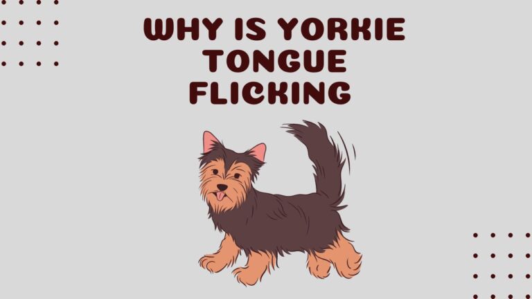 Why is My Yorkie Tongue Flicking, CAUSES & FIX