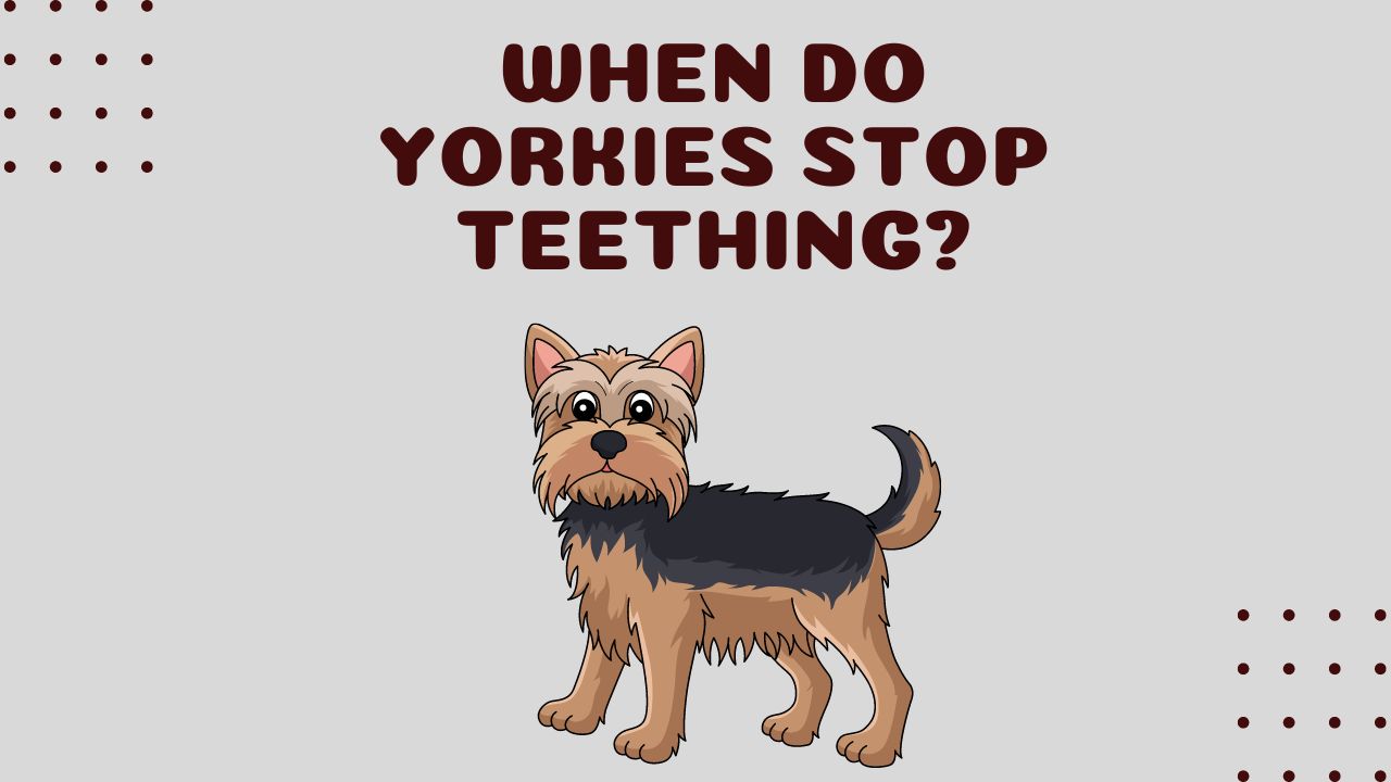 When Do Yorkies Stop Teething?
