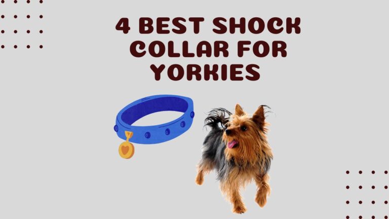 4 Best Shock Collar for Yorkies Puppy & Adult