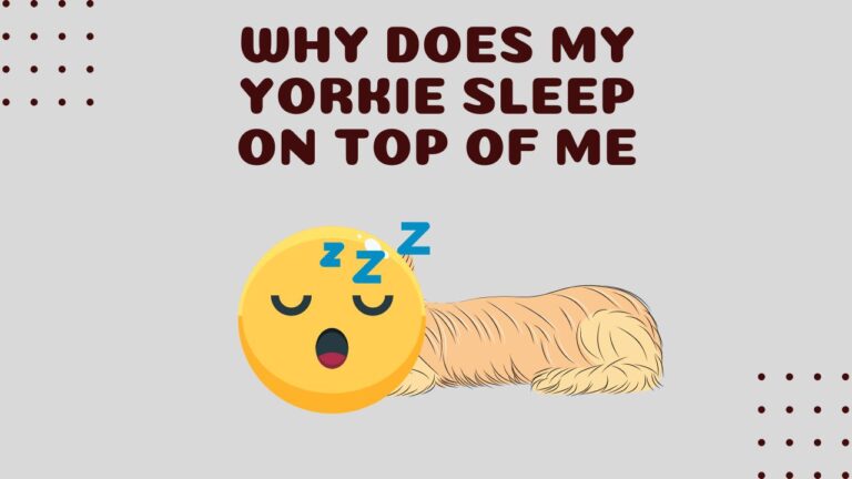 Why Does My Yorkie Sleep On Top of Me? 5 Reasons+ Tips