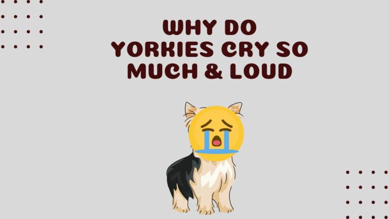 SO, Why Do Yorkies Cry So Much, So LOUD? FIND OUT