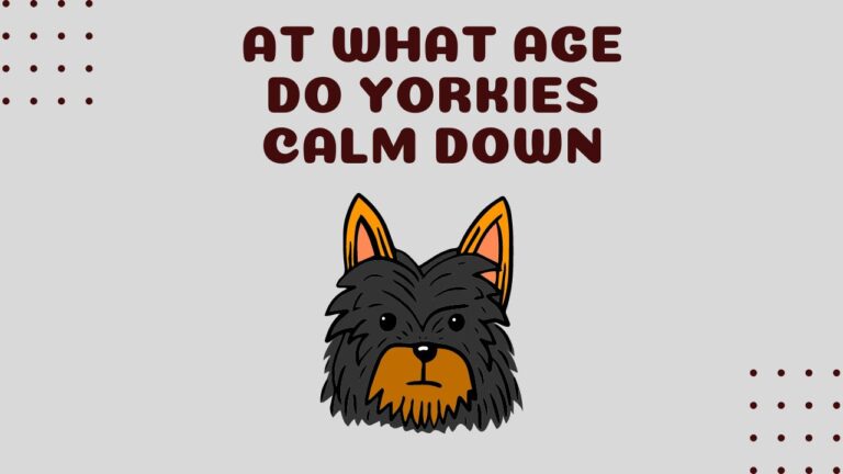 At What Age Do Yorkies Calm Down? 2-3 Years or More