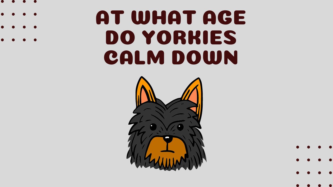 At What Age Do Yorkies Calm Down