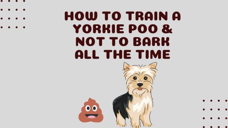 How To Train A Yorkie Poo Not To Bark All The Time? Simple Fix!
