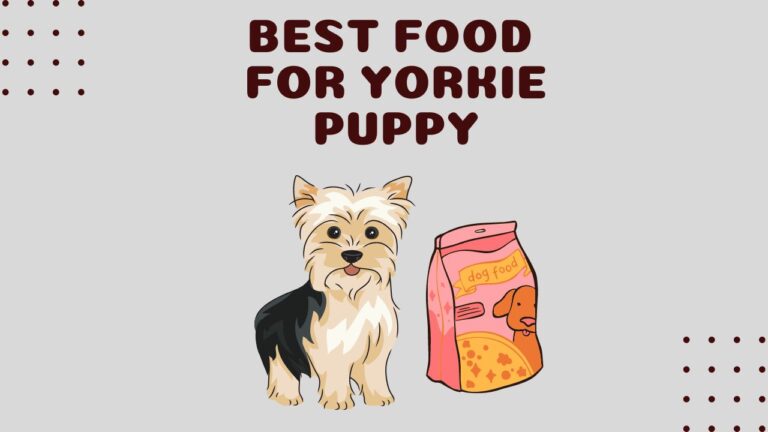 5 Best Food for Yorkie Puppy/Puppies [Wet, Dry Food, Canned]