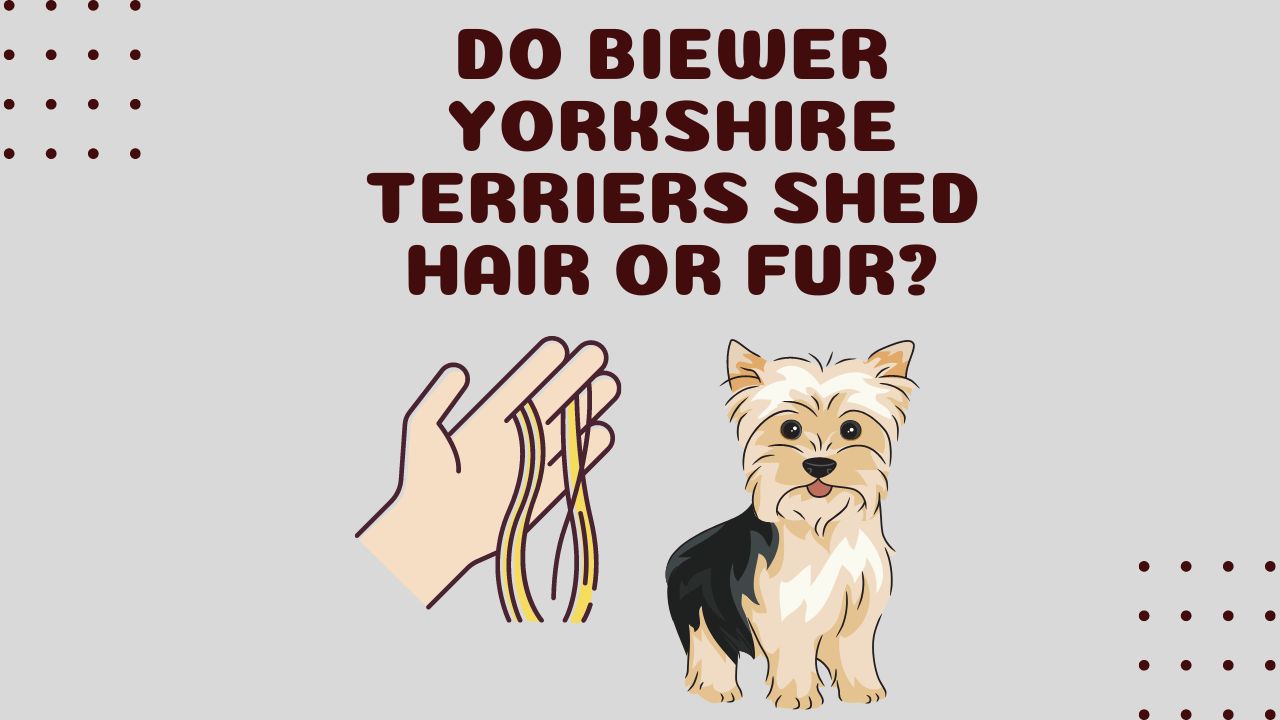 Do Biewer Yorkshire Terriers Shed Hair or Fur
