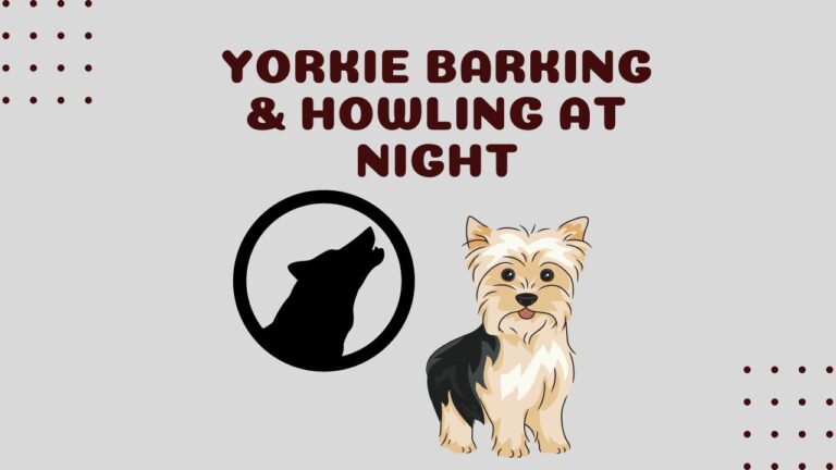 Why is my Yorkie barking at Night? [Howling, Whining] plus SOLUTION