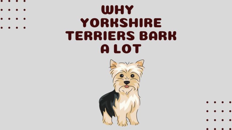 WHY Do Yorkshire Terriers Bark a Lot?+ How to STOP