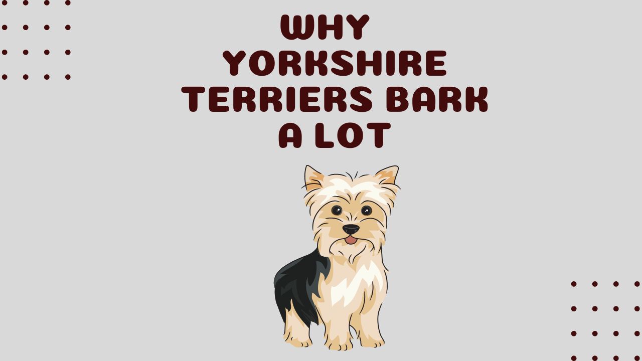WHY Do Yorkshire Terriers Bark a Lot