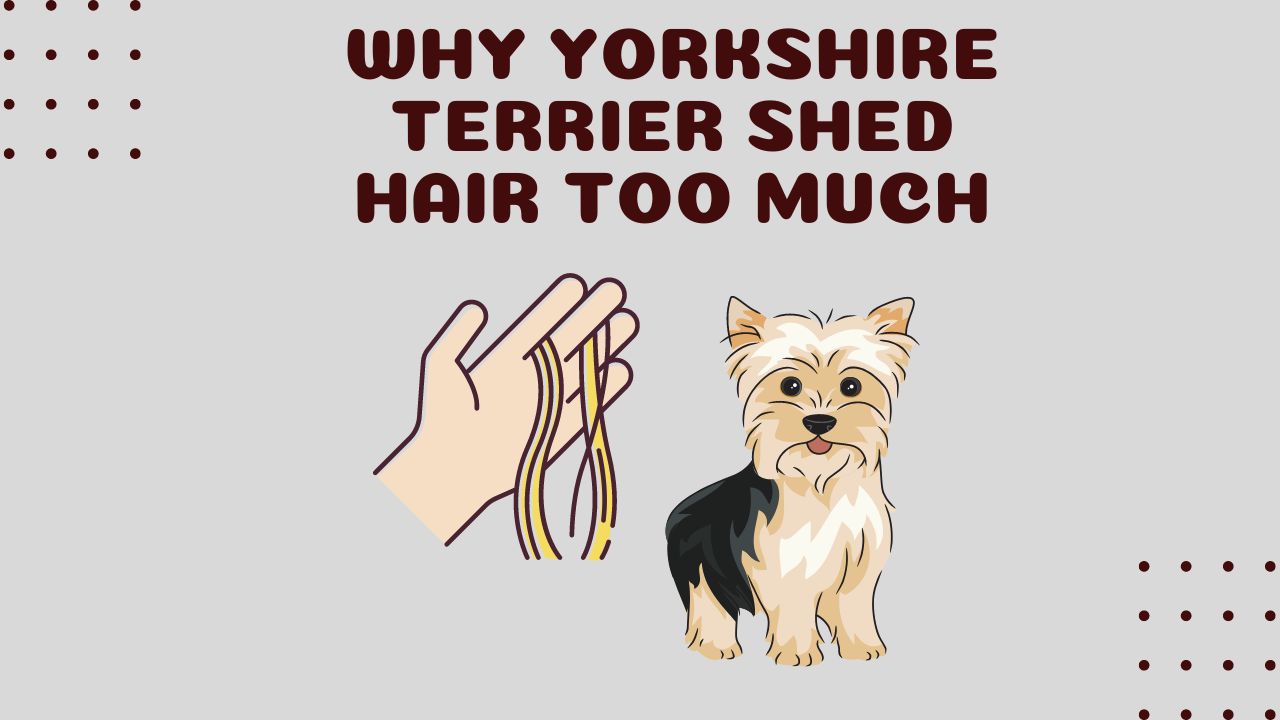 Yorkshire Terriers Shed Hair