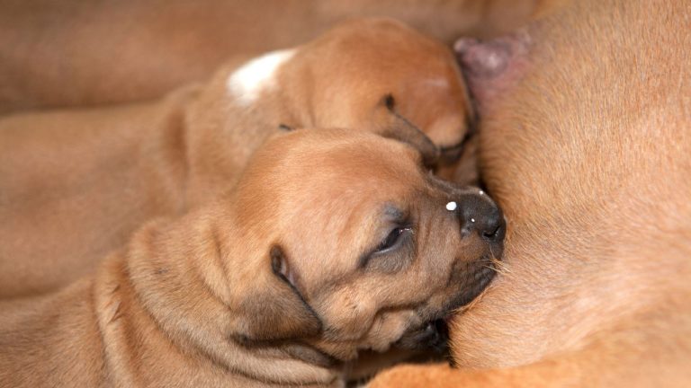 What Causes Dog Swollen Teats After Heat? SEE HERE
