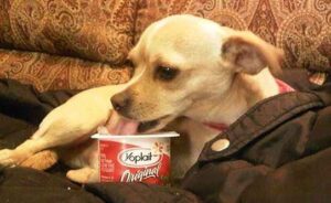 Can Dogs Eat Yoplait Yogurt