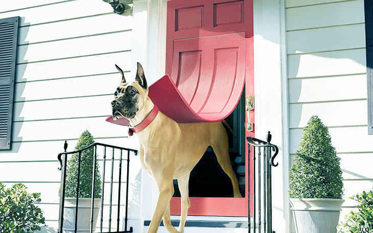 5 Best Dog Door For Great Danes? SEE HERE!