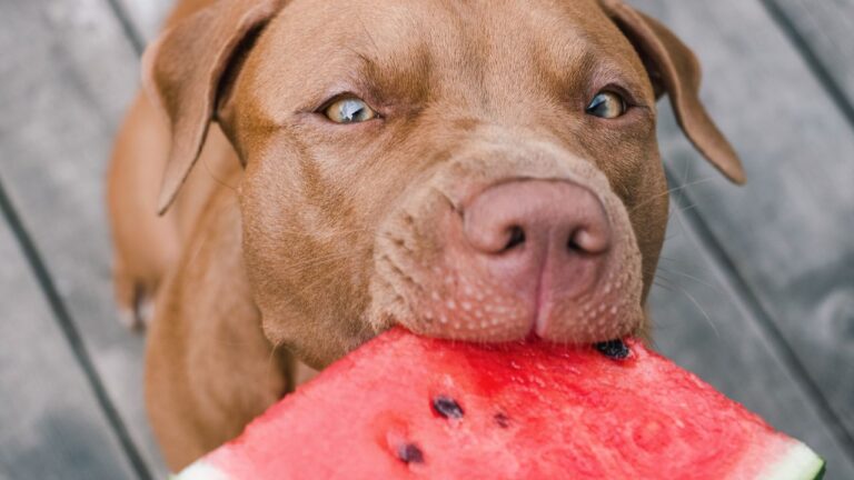9 Types Of Dog Foods To Improve Pitbull Digestion