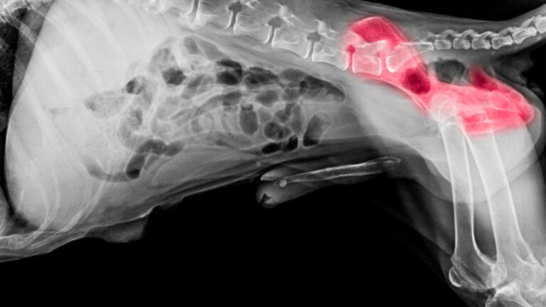 How To Treat Hip Dysplasia In Puppies Like A Boss