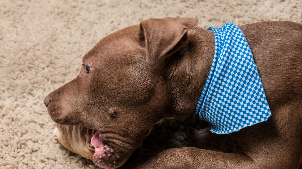 How To Create Famous Raw Food For Your Pitbull Puppy
