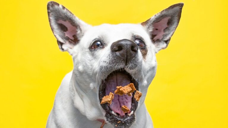 The Best Dog Food For Pitbulls With Allergies : Ultimate Guide