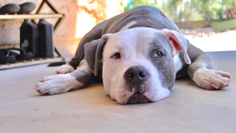 4 Ways To Improve Eating Habits Of Your Pitbull