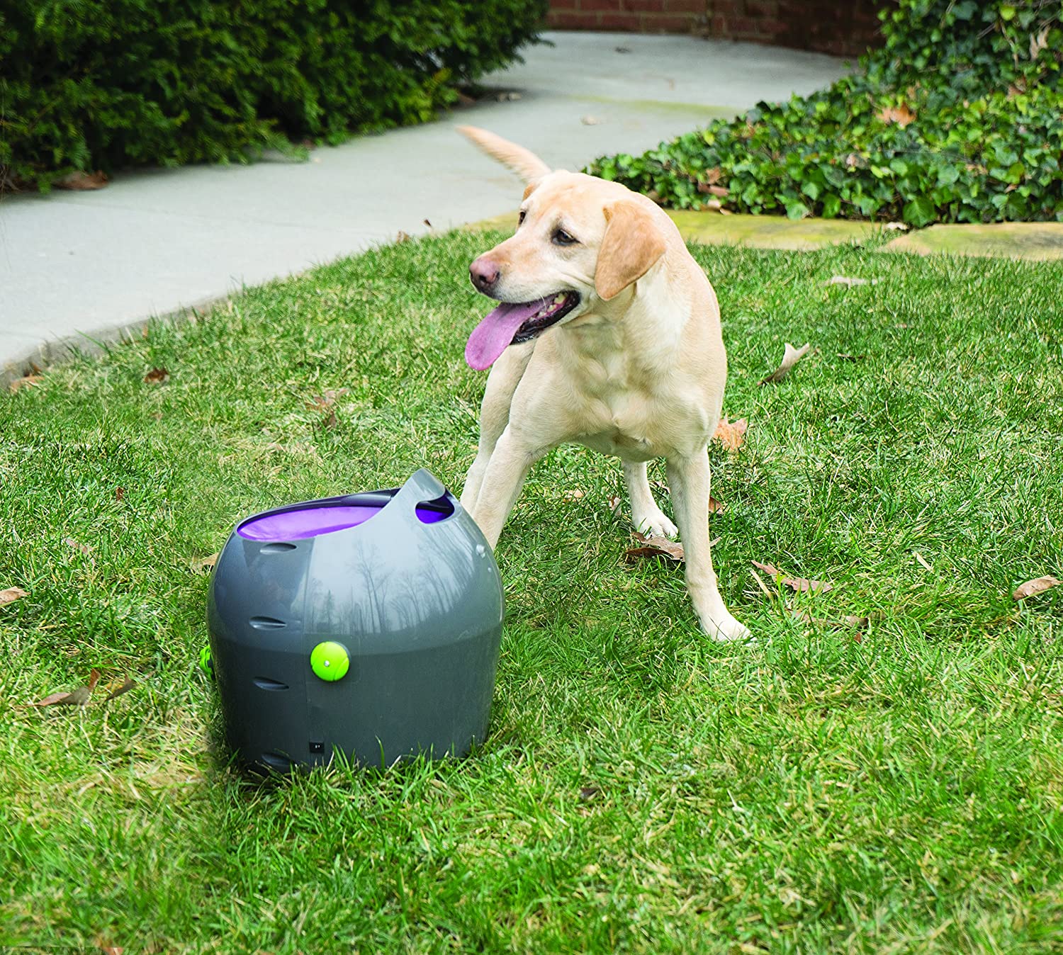 this petsafe automatic ball launcher review shows everything you need to know about the petsafe automatic ball launcher